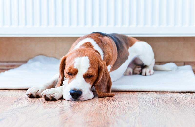 Pet Hospice and Palliative Care